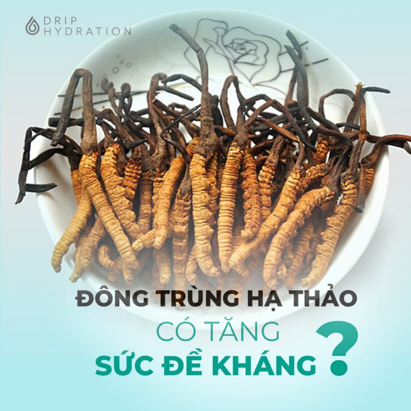 đông trùng hạ thảo tăng sức đề kháng