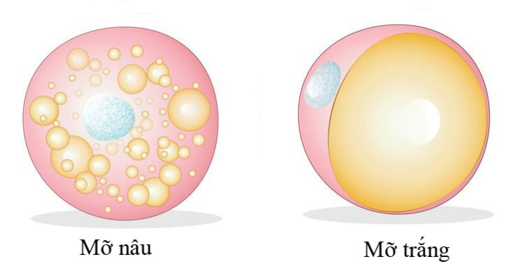 Mỡ nâu là loại mỡ có ích nhất cho quá trình giảm cân