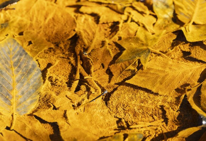 nhiễm độc vàng