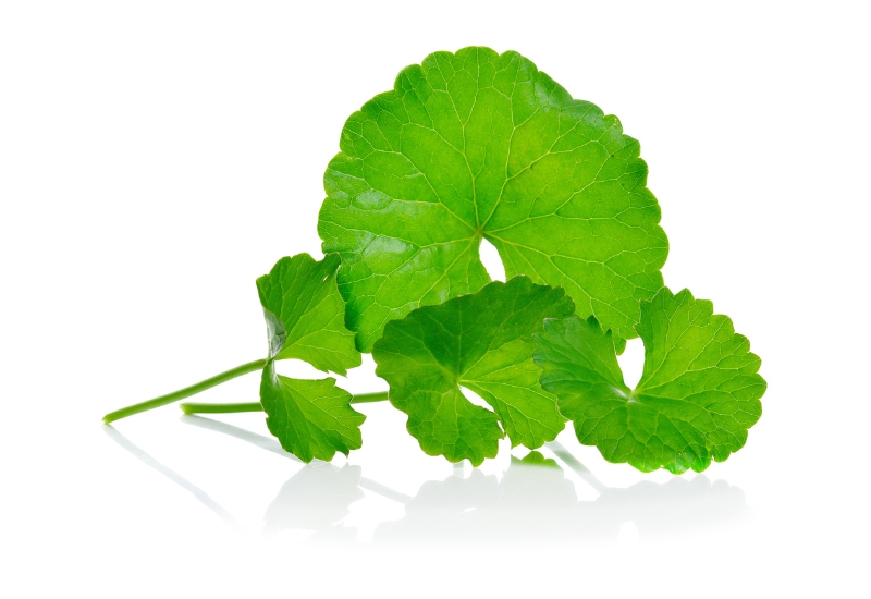 rau má thải độc