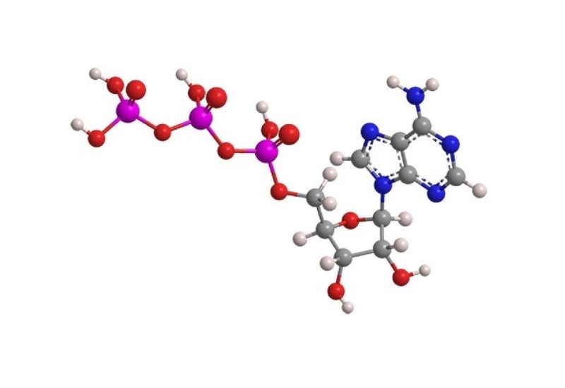 tạo năng lượng atp