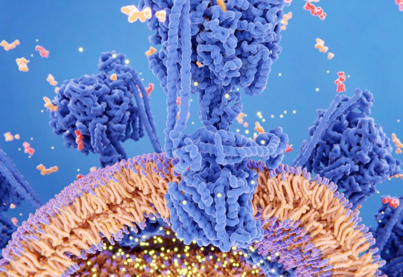 atp có vai trò cung cấp năng lượng cho cơ thể