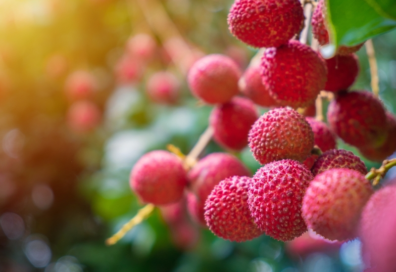 ăn quả vải nhiều có béo không