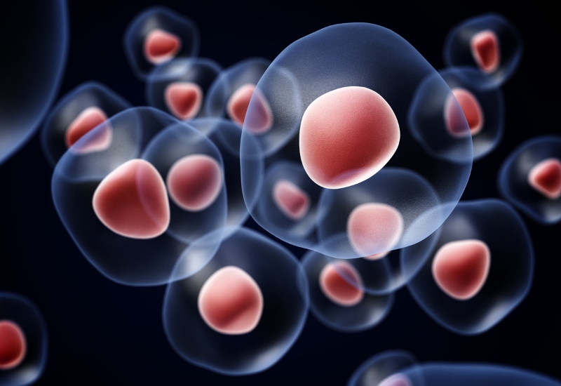 các tế bào miễn dịch