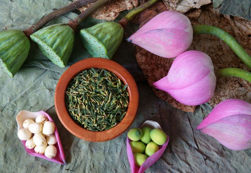 cách pha tim sen trị mất ngủ