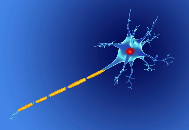 Thoái hóa myelin chất trắng