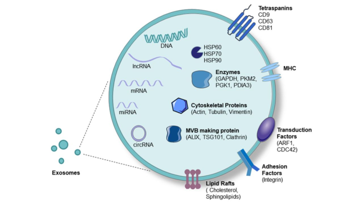 Su-lien-quan-giua-Exosome-va-hoat-dong-cua-nao-bo