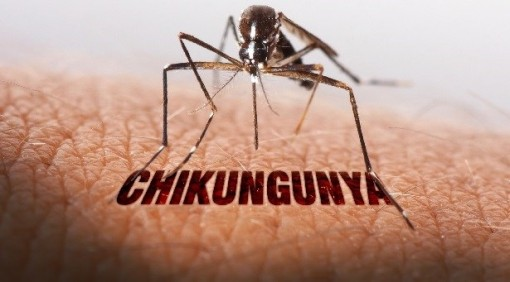 benh-CHIKUNGUNYA