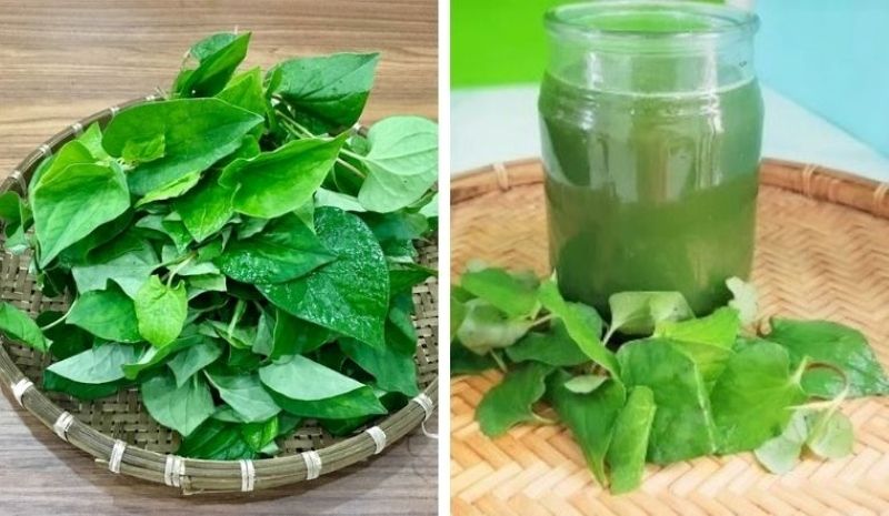 Ăn kèm rau diếp cá tươi với các món luộc hoặc cuốn với rau sống là cách quen thuộc