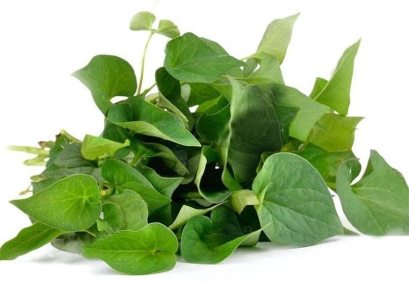 Chỉ nên dùng lượng rau má vừa phải, tránh lạm dụng vì rau diếp cá có tính hàn