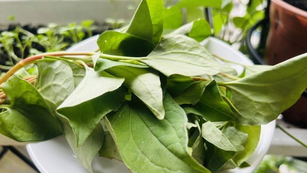 Rau diếp cá chữa trào ngược dạ dày