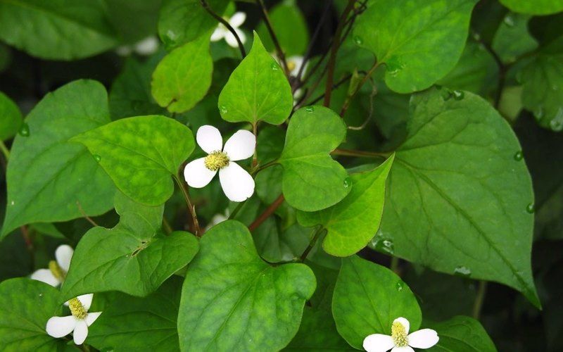 Sử dụng rau diếp cá chữa trào ngược dạ dày từ lâu đã được dân gian truyền miệng