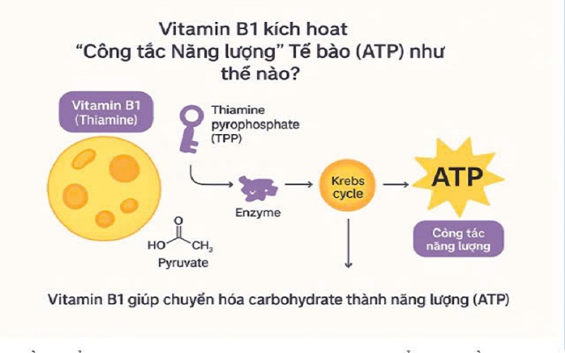 Sơ đồ chuyển hóa carbohydrate thành năng lượng (ATP) (Ảnh: Sưu tầm Internet)