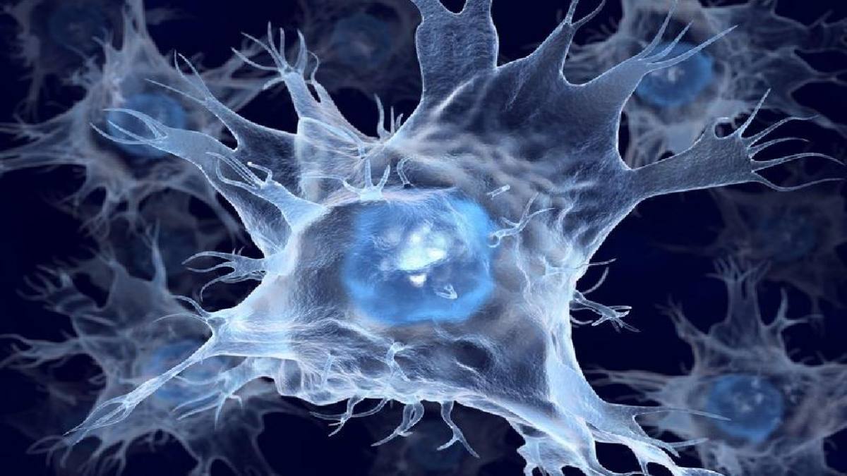 Tế bào Langerhans