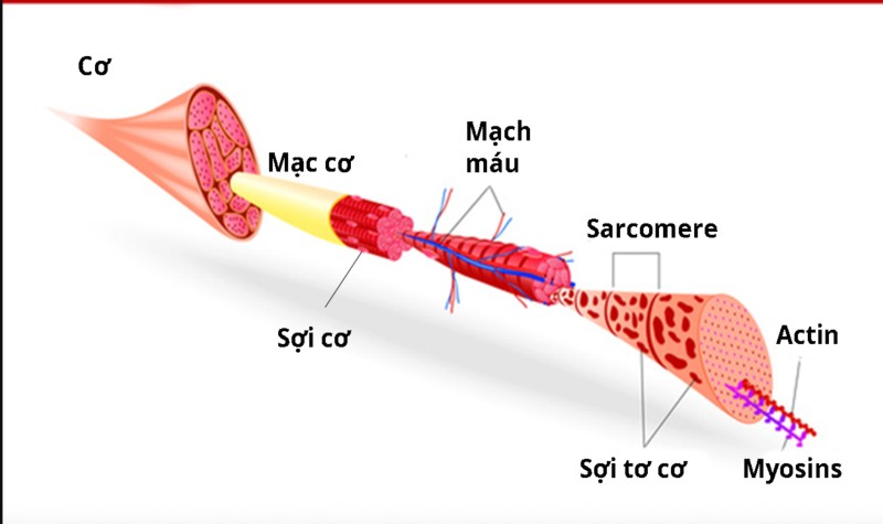 Sarcomere là đơn vị chức năng nhỏ nhất tham gia vào quá trình co rút cơ và tạo ra chuyển động của cơ thể (Ảnh: Sưu tầm Internet)
