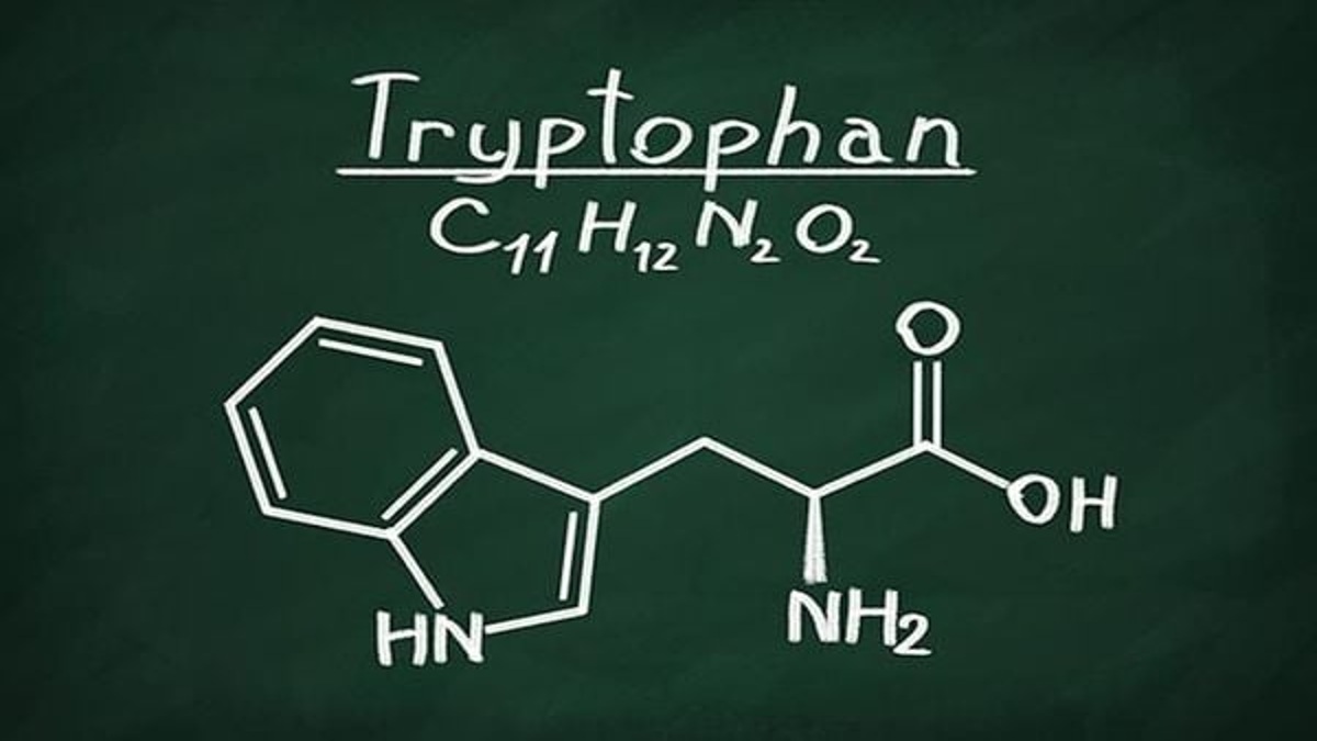 Tryptophan có tác dụng gì