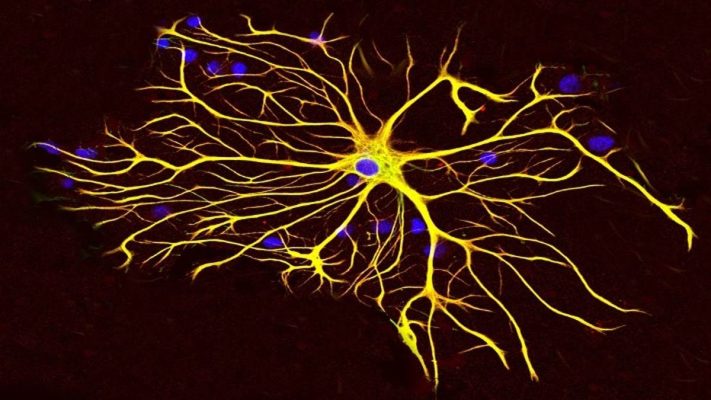 Astrocyte: Tế bào hình sao giữ vai trò sống còn trong não bộ