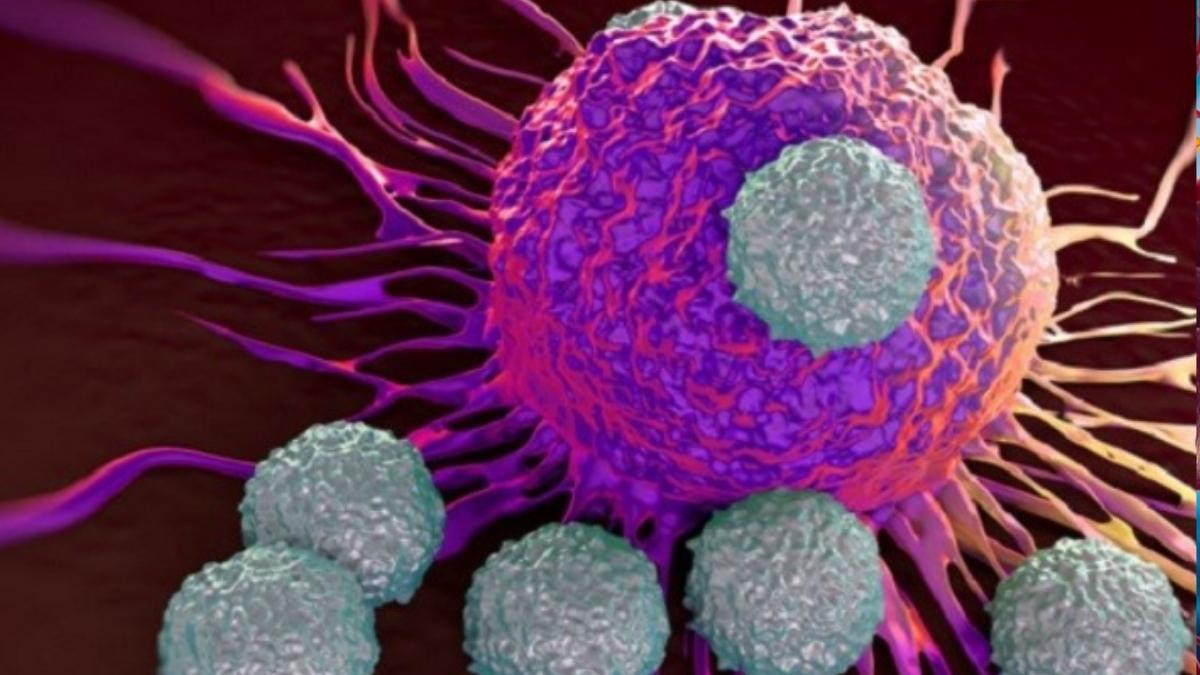 Cách tăng tế bào NK cho cơ thể