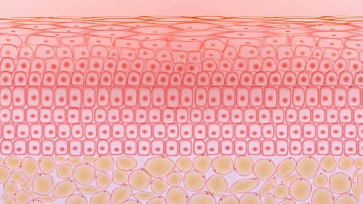 Biểu bì là gì? Những điều cần biết về lớp bảo vệ đầu tiên của làn da