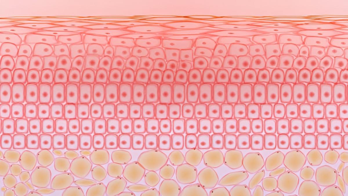 Biểu bì là gì? Những điều cần biết về lớp bảo vệ đầu tiên của làn da