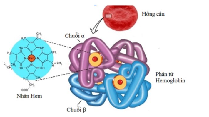Chỉ số Hemoglobin trong xét nghiệm máu là gì