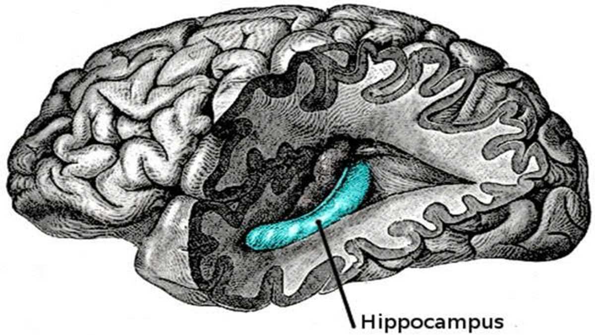 Hippocampus: Trung tâm ghi nhớ và học hỏi của bộ não