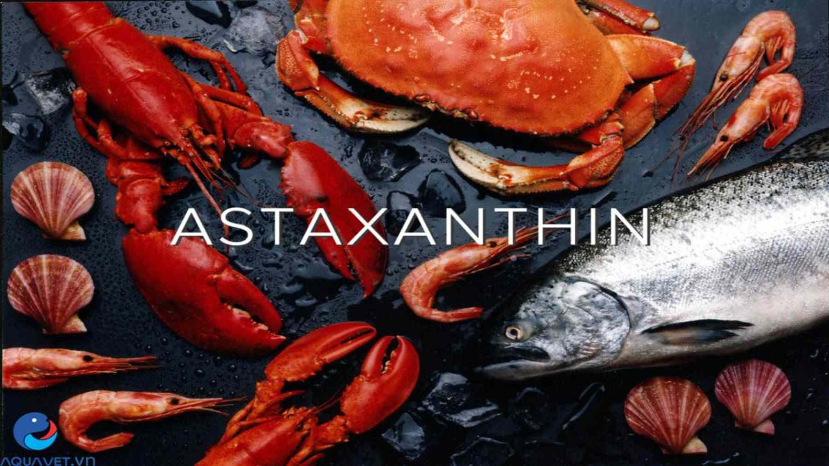 Astaxanthin là gì