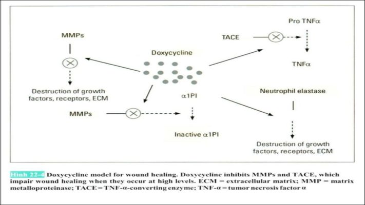 Matrix Metalloproteinases - Nhóm enzyme quyết định sức khỏe mô liên kết