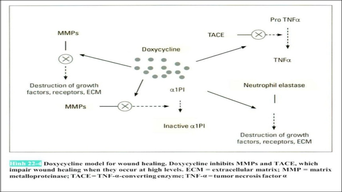 Matrix Metalloproteinases - Nhóm enzyme quyết định sức khỏe mô liên kết