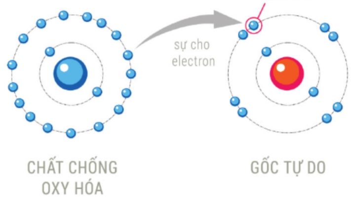 Mối liên hệ giữa gốc tự do và chất chống oxy hóa