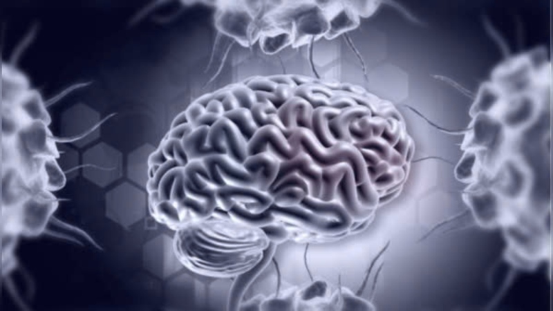 Nhiều người thắc mắc Neuroplasticity là gì (Ảnh: Sưu tầm Internet)