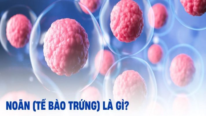 Noãn bào là tế bào trứng chưa trưởng thành, đóng vai trò then chốt trong sinh sản. Chất lượng và số lượng noãn bào ảnh hưởng trực tiếp đến khả năng thụ tinh và phát triển phôi.