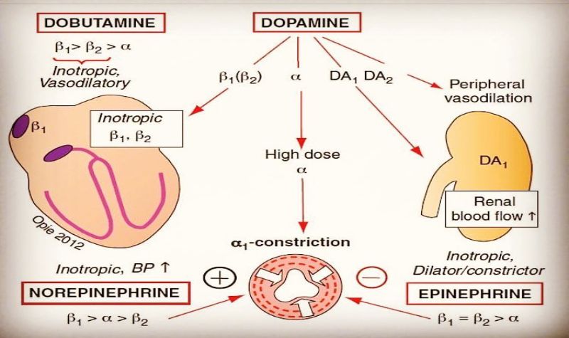 Norepinephrine hormone, Epinephrine và Dopamine phối hợp nhịp nhàng tạo nên toàn bộ trải nghiệm cảm xúc – hành vi – phản ứng (Ảnh: Sưu tầm Internet)