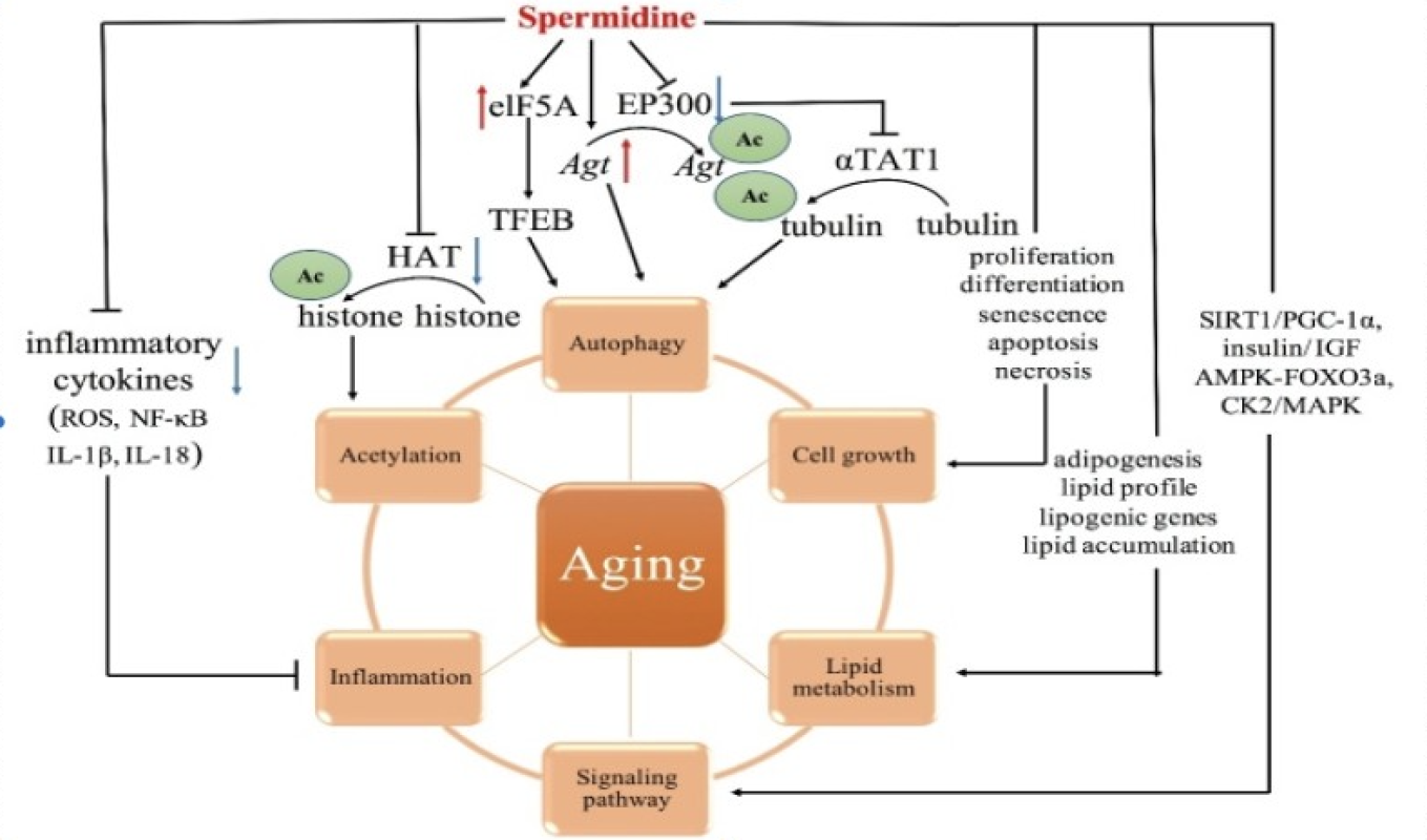 Spermidine giúp giảm viêm, cân bằng nội môi tế bào nhờ kích hoạt quá trình Autophagy (Ảnh: Sưu tầm Internet)