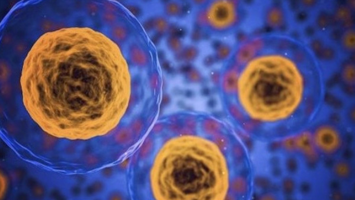 Sự lão hóa của tế bào