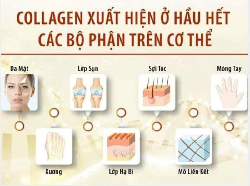 Tác dụng của collagen đối với các bộ phận của cơ thể (Ảnh: Centerlife.vn)