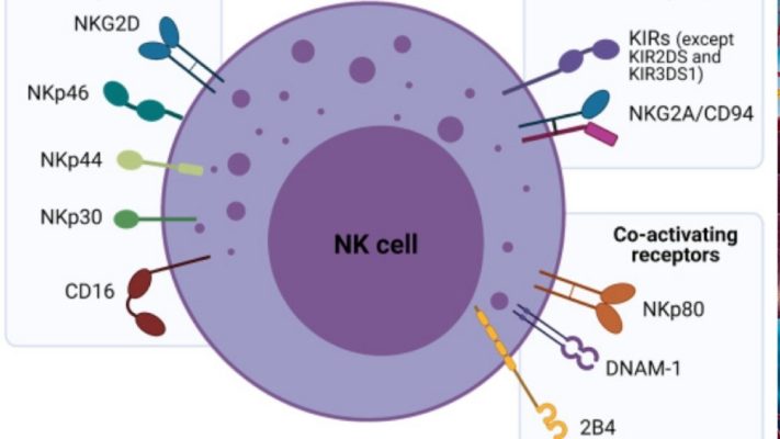 Số lượng tế bào NK cao và thấp có ý nghĩa gì