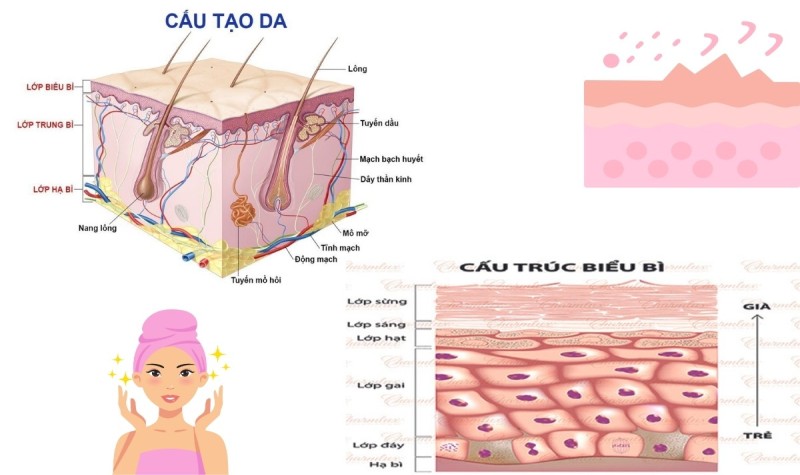 Tế bào chết là những tế bào sừng già cỗi nằm ở lớp ngoài cùng của biểu bì (Ảnh: Sưu tầm Internet)