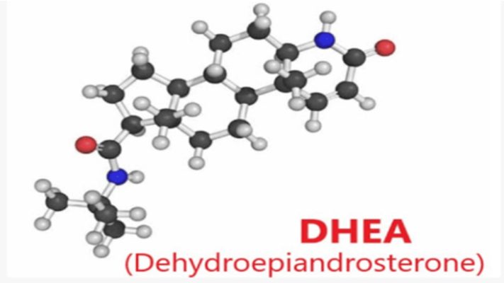 DHEA có trong thực phẩm nào