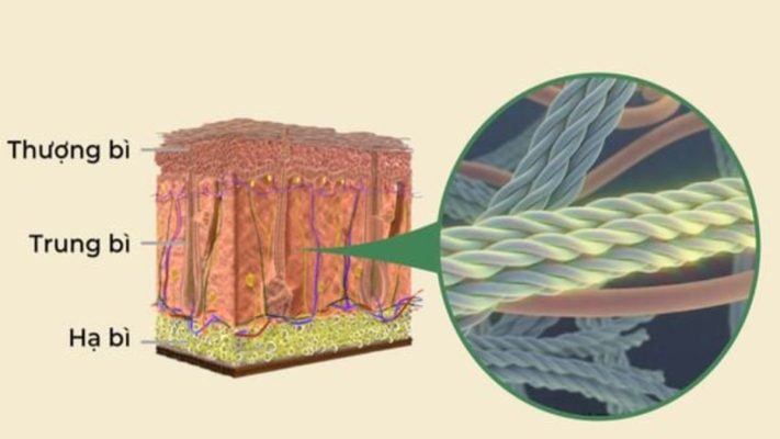 Lớp trung bì: Vị trí quyết định độ đàn hồi và sự trẻ trung của làn da