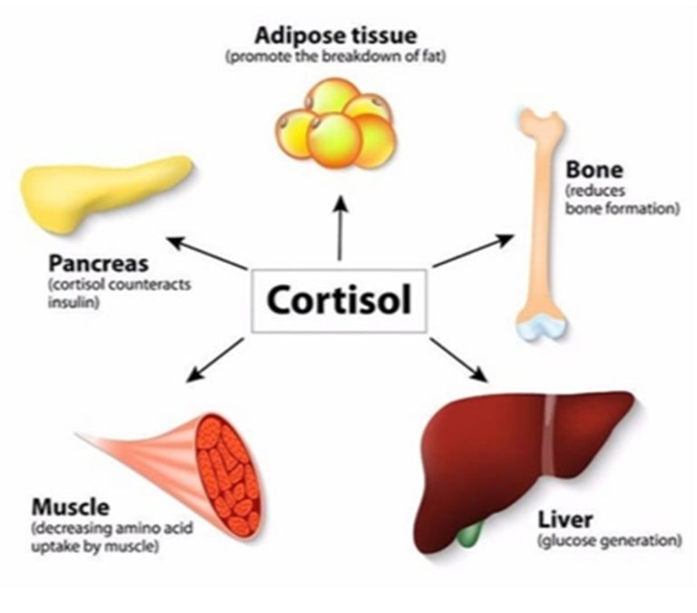 Cortisol là gì? Tất cả những điều bạn cần biết về hormone stress