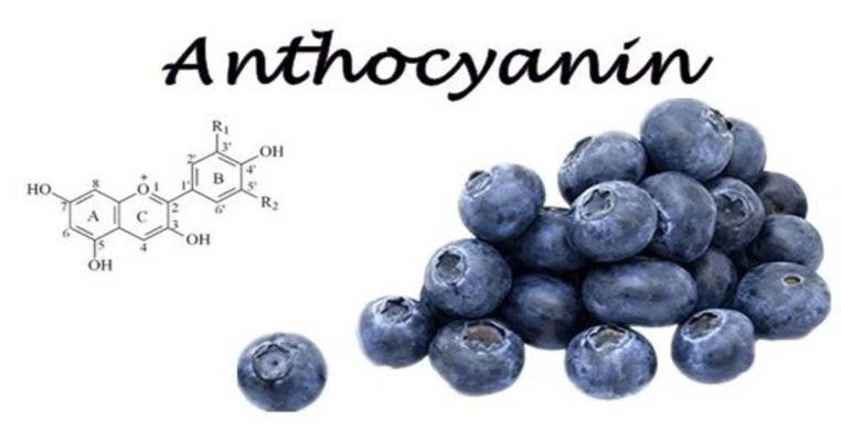 Anthocyanin có tác dụng gì? Lợi ích nổi bật cho sức khỏe làn da