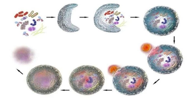 Autophagy là gì? Giải mã cơ chế tự “dọn dẹp” tế bào