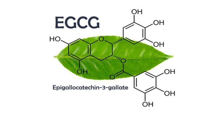 EGCG là gì? Hoạt chất chống oxy hóa mạnh trong trà xanh