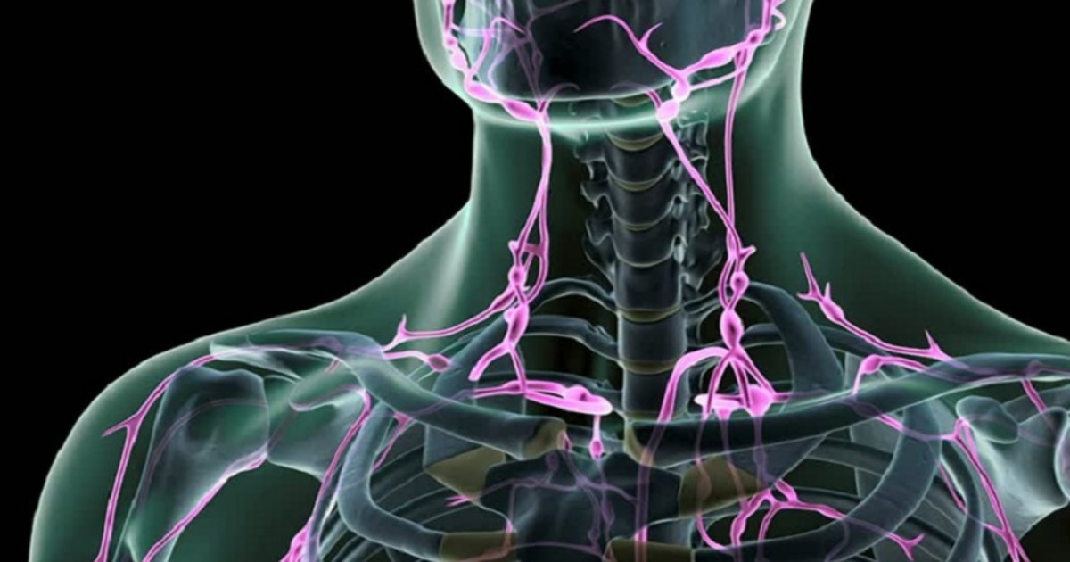 Hệ bạch huyết có vai trò gì với làn da và sức khỏe tổng thể?