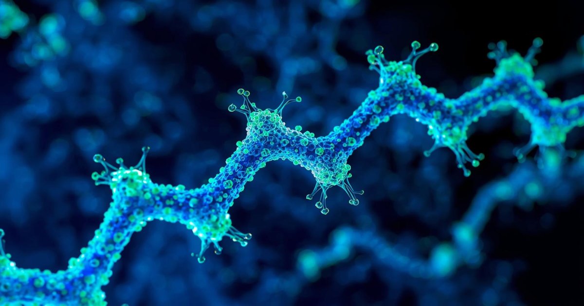 Polysaccharide – Hoạt chất vàng giúp tăng cường hệ miễn dịch