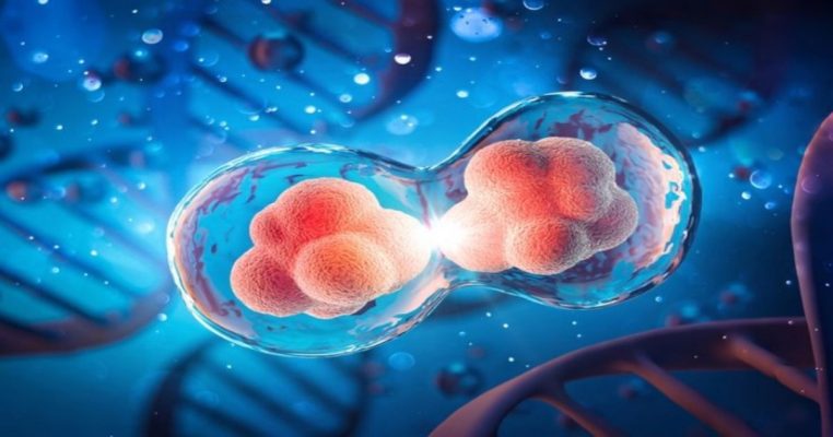 Tái tạo mô diễn ra thế nào dưới sự kiểm soát của hệ miễn dịch?