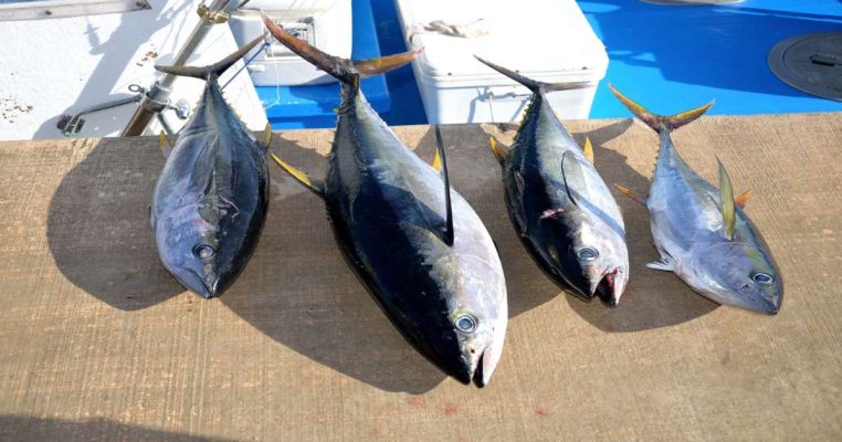 Ăn cá ngừ có tốt không? Lợi ích bất ngờ cho hệ miễn dịch