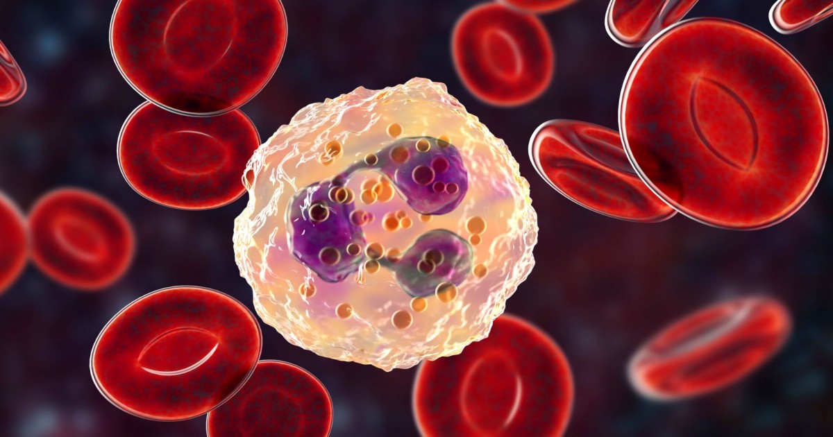 Bạch cầu trung tính là gì? Vai trò quan trọng trong hệ miễn dịch