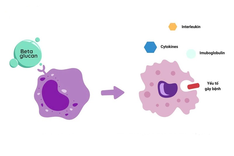 Beta-glucan hoạt hóa đại thực bào thông qua các receptor bề mặt (Ảnh: Sưu tầm Internet)